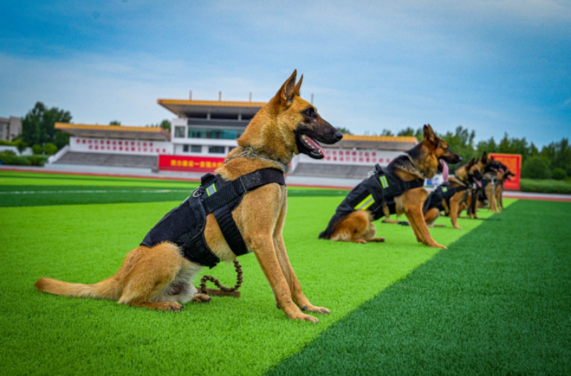 1755588711446336.png 1755498449787427.png